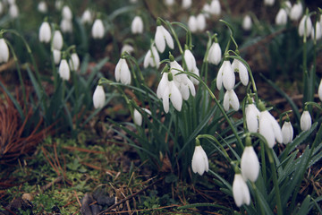 lot of beautiful snowdrops flowers