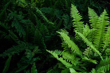 Nature background, fresh green ferns