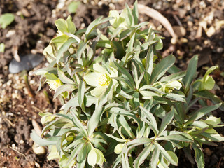 (Helleborus croaticus) Hellébore Croate aux fleurs en coupe de couleur pourpre, variété botanique des sous-bois 