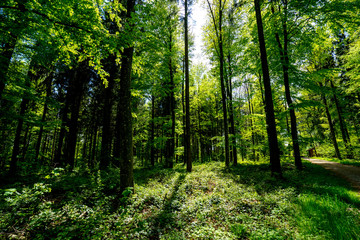 Golden Autumn Forest Landscape With