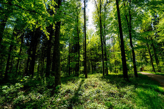 Fototapeta a forest somewhere in switzerland