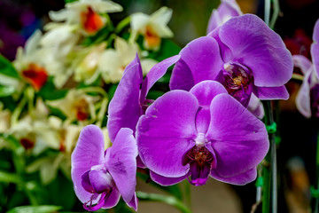 Nature wallpaper, colorful fresh flowers