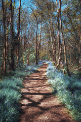 Beautiful blue wild hyacinths along the footpath in a forest