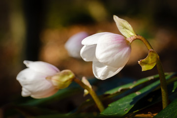 White hellebore flower in early spring