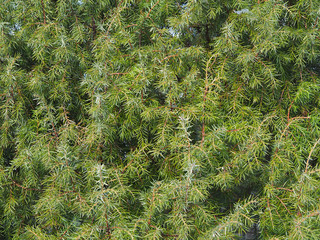 Isolated background of branches of an evergreen juniper shrub. Medicinal coniferous plant for use in alternative medicine, production of oils closeup.