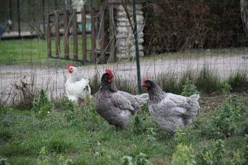 Domestic colorful chickens in the farmyard 