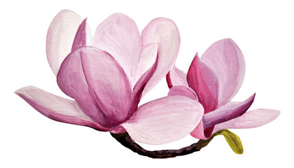 pink magnolia drawing. Hand-drawn magnolias in gouache. spring flowers on a branch. spring flowering gardens. design of cards, invitation.