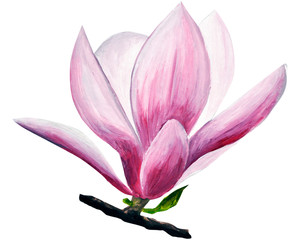 Fototapeta na wymiar pink magnolia drawing. Hand-drawn magnolias in gouache. spring flowers on a branch. spring flowering gardens. design of cards, invitation.