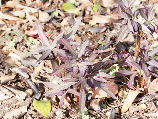 Helleborus croaticus | Hellébore Croate au feuillage lancéolé et finement dentelé, aux fleurs en forme de coupe pourpre et violette, verte à l'intérieur 