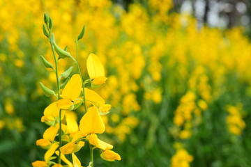 The yellow flowers in the field