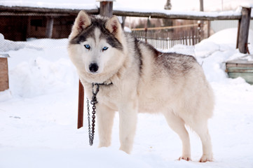 dogs breed husky walking on the street