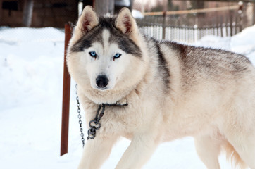 dogs breed husky walking on the street