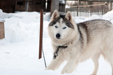 dogs breed husky walking on the street