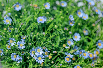 Fototapeta premium Blue daisy flowers field background. Spring and summer floral background template.