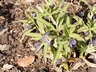 Helleborus croaticus | Hellébore Croate au feuillage lancéolé et finement dentelé, aux fleurs en forme de coupe pourpre et violette, verte à l'intérieur 