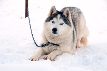 dogs breed husky walking on the street
