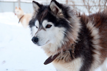 dogs breed husky walking on the street