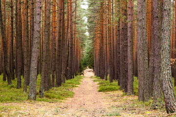 Road in pine forest. Autumn. Czech Republic.
