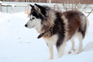 dogs breed husky walking on the street