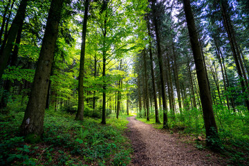 Fototapeta na wymiar a forest somewhere in switzerland