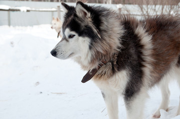 dogs breed husky walking on the street