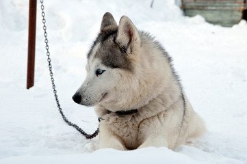 dogs breed husky walking on the street
