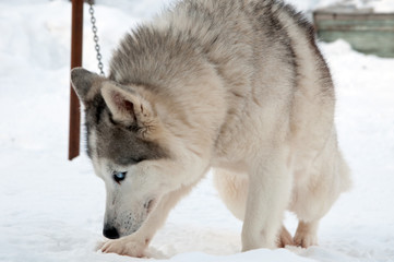 dogs breed husky walking on the street