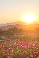 The scenery of sunset over the cosmos flower field in Chiang Rai, Thailand.