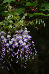 Obraz premium 青紅葉と藤の花