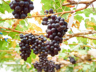 Red grapes with green leaves on vine.