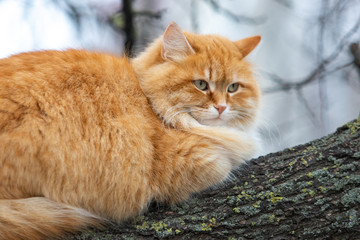 close-up a cute fluffy red cat with green eyes lies on a tree branch on a cold autumn day. beautiful homeless animal