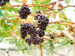 Red grapes with green leaves on vine.