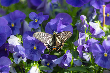 パンジーの蜜を吸うナミアゲハ
