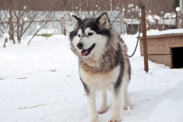 dogs breed husky walking on the street