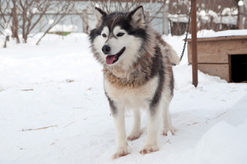 dogs breed husky walking on the street