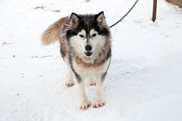 dogs breed husky walking on the street