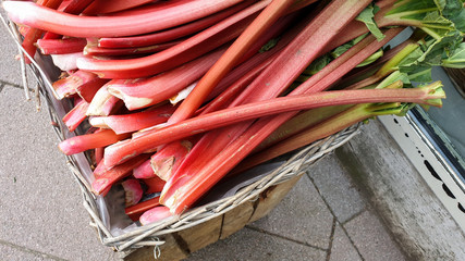Frischer Rhabarber in Korb auf Markt im April Frühling 