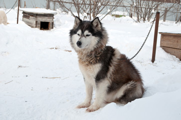 dogs breed husky walking on the street