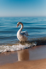 White mute swan walking on the sand island near the coastline of the Baltic Sea