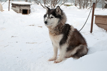 dogs breed husky walking on the street