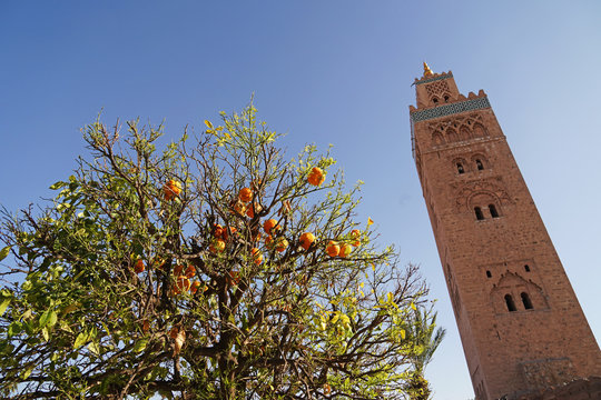 Koutubia mosque minaret and orange tree full of fruits, symbols of Marrakesh, Morocco