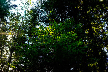 Fototapeta na wymiar a forest somewhere in switzerland