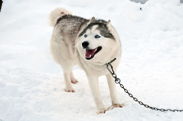 dogs breed husky walking on the street