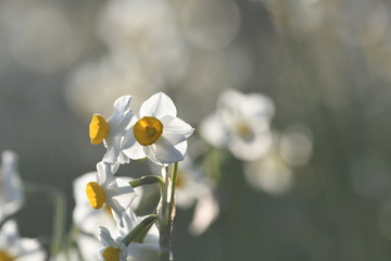 白と黄色の花　水仙