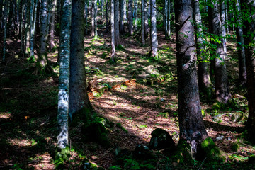 Fototapeta premium Peaceful Forest Landscape with Morning Rays, Golden Hour Light in a Vibrant Forest