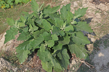Green Eggplant flower and Brinjal Leaf Tree