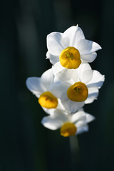 白と黄色の花　水仙