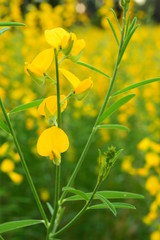 The yellow flowers in the field