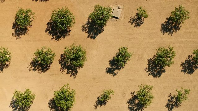 Aerial shot looking down on fig trees growing in rows