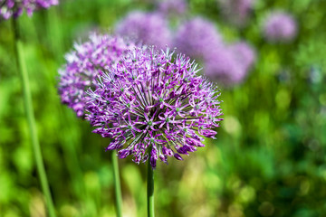 summer fresh purple allium onion flower close-up on a blurry background of a bright green meadow
